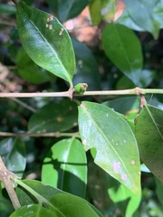 Tricalysia capensis transvaalensis