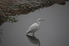 Ardea alba