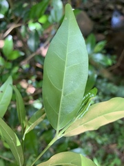 Tricalysia capensis transvaalensis