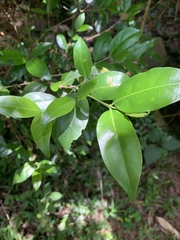 Tricalysia capensis transvaalensis