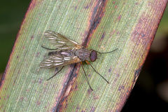 Atherimorpha