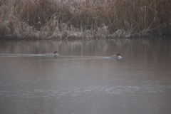 Mergus merganser