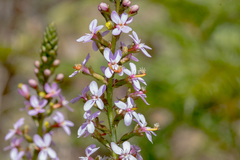 Stylidium montanum