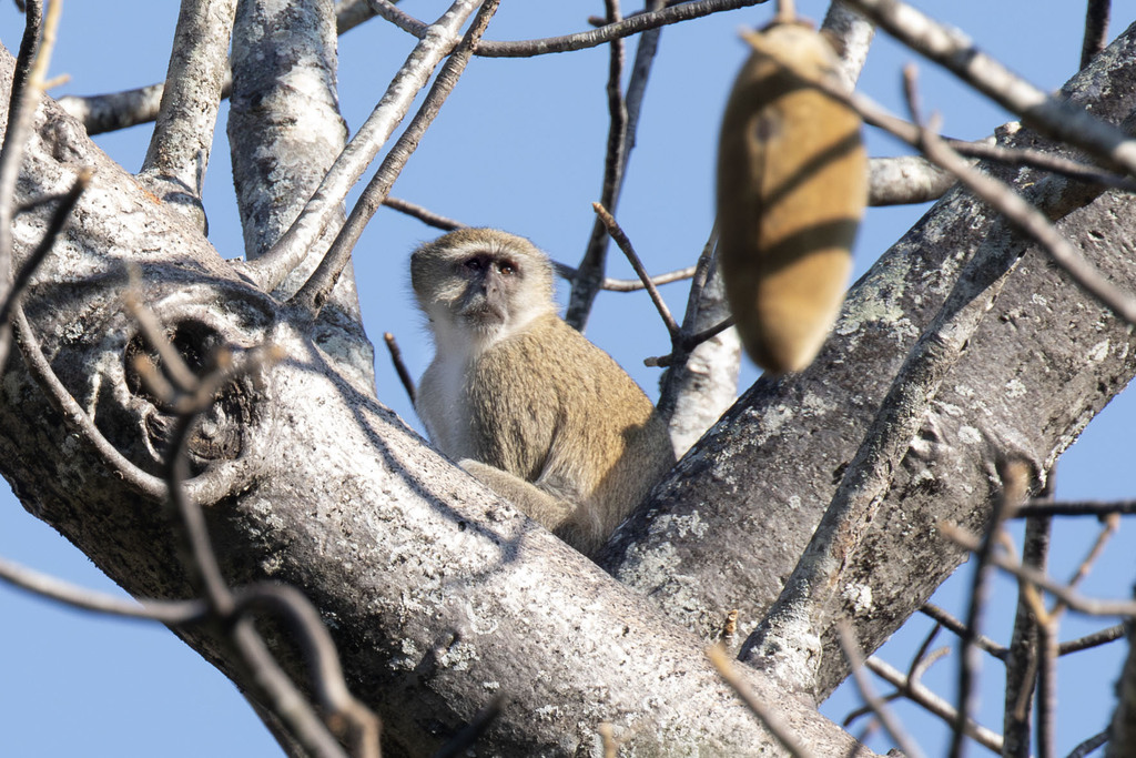 Malbrouck Monkey