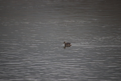 Tachybaptus ruficollis