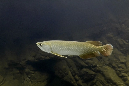 Gulf saratoga (Scleropages jardinii) — Osteoglossidae — 4