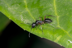 Camponotus hartogi