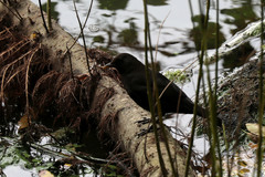 Turdus merula azorensis