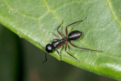 Camponotus hartogi