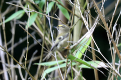 Regulus regulus azoricus