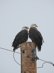 Haliaeetus leucocephalus