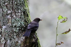 Turdus merula azorensis
