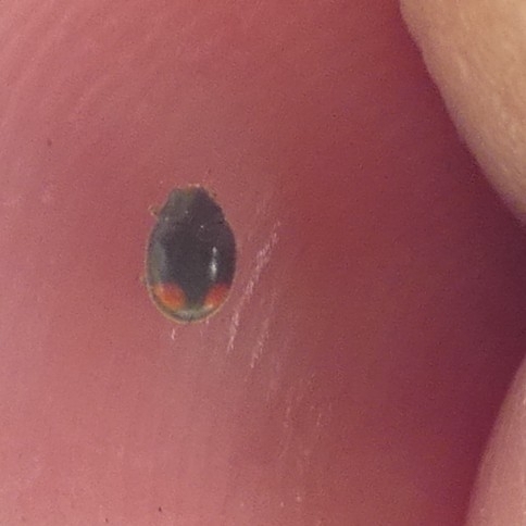 Tiny Lady Beetle photo 5