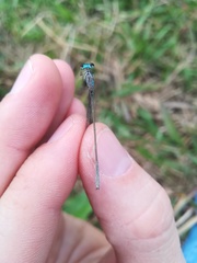 Acanthagrion
