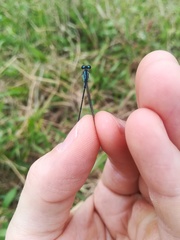 Acanthagrion