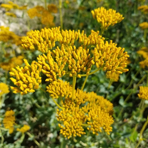 clasping yellowtops (Flaveria chlorifolia)
