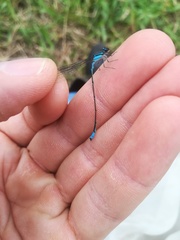 Acanthagrion