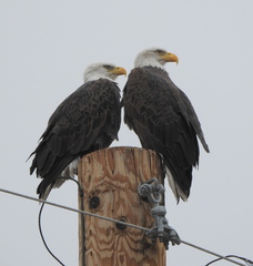 Haliaeetus leucocephalus