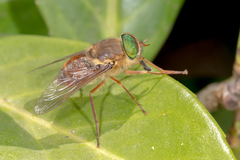 Scaptia abdominalis