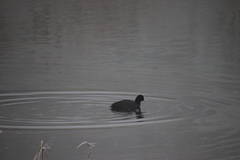 Fulica atra