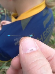 Acanthagrion
