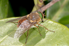 Scaptia abdominalis
