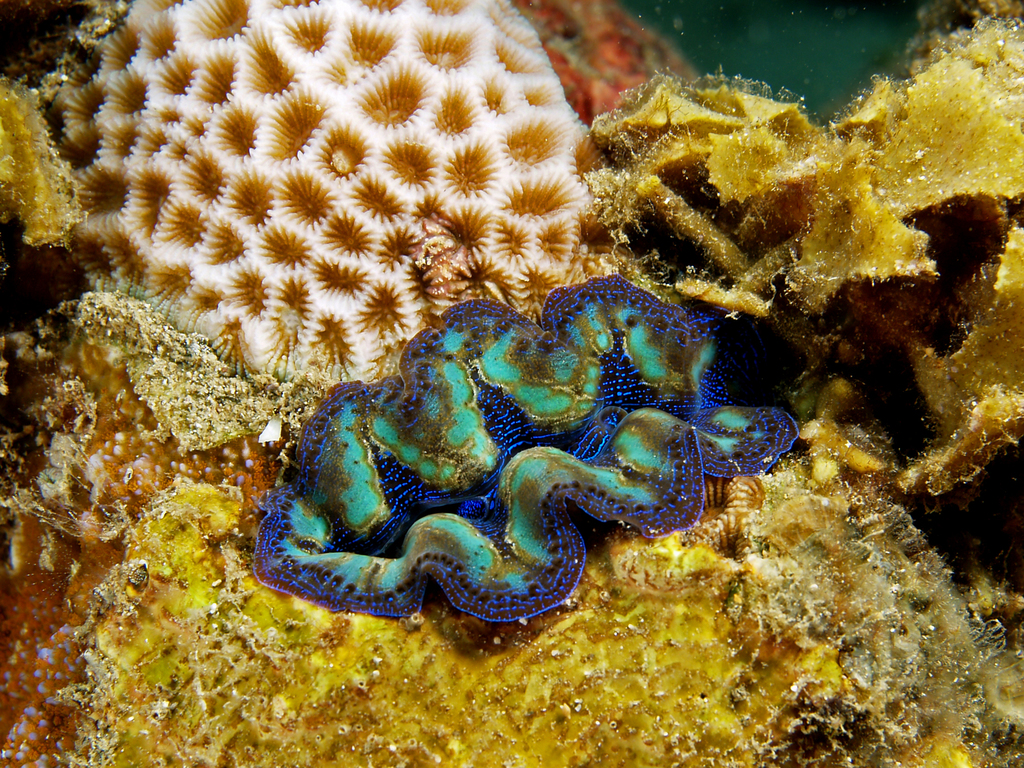 Bénitier safran (bénitier crocus, bénitier perforant) (Tridacna crocea)