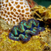 Boring Giant Clam - Photo (c) Nhobgood, some rights reserved (CC BY-SA)