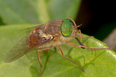 Scaptia abdominalis
