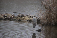 Ardea cinerea