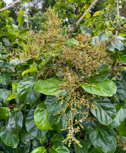 Maesa novocaledonica observed 2025-09-30