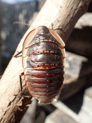 Megazosteria patula