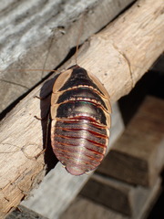 Megazosteria patula