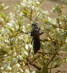 Turneromyia