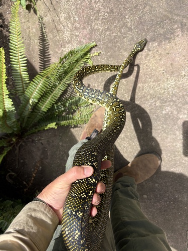 Diamond Python sighting