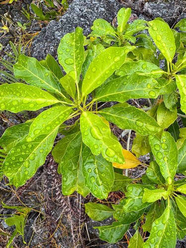 Claoxylon insulanum observed 2025-09-30
