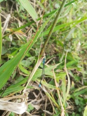 Acanthagrion