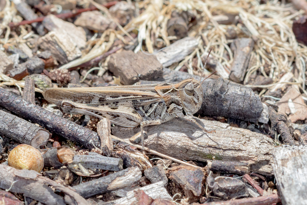 Southeastern Austroicetes