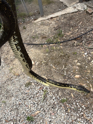 Diamond Python sighting