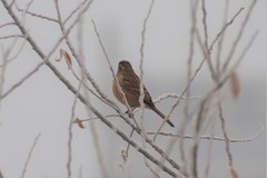 Emberiza cioides
