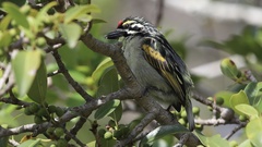 Pogoniulus pusillus