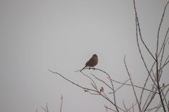 Emberiza cioides