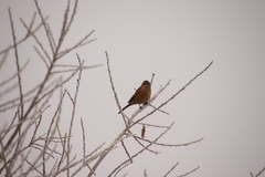 Emberiza cioides