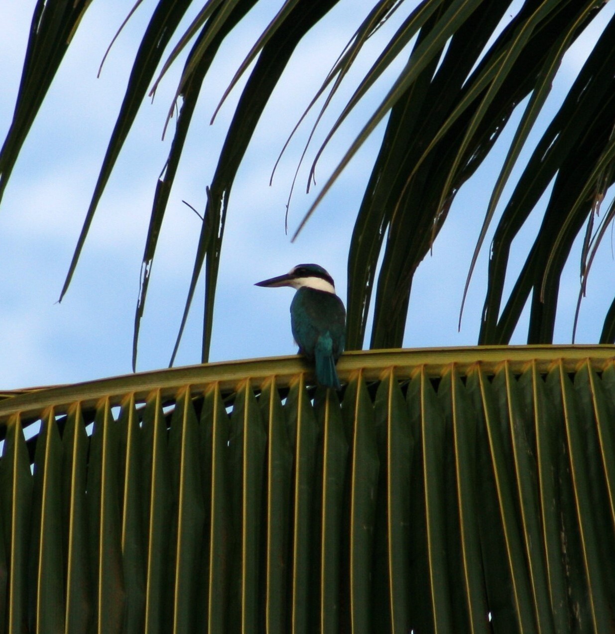 Colonist Kingfisher illustration