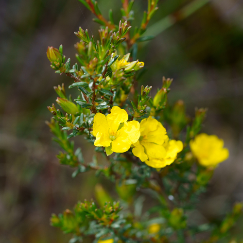 Smooth Guinea-flower (Hibbertia devitata)