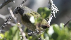 Telophorus olivaceus