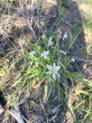 Chlorophytum comosum
