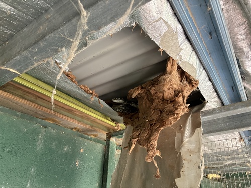 Diamond Python sighting