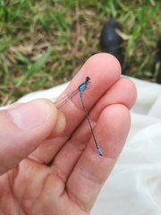 Acanthagrion