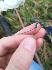 Acanthagrion